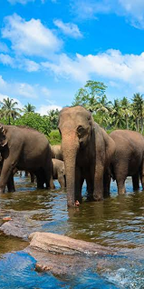 Pinnawala
